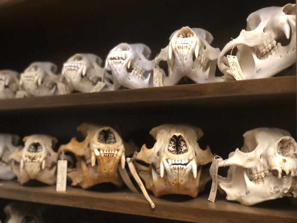 Humboldt Vertebrate Museum bear skulls. 