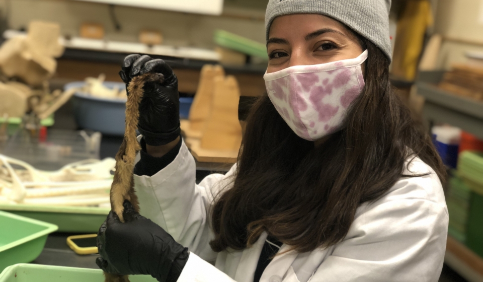 Student Jessica Hernandez preparing a long-tailed weasel skin.