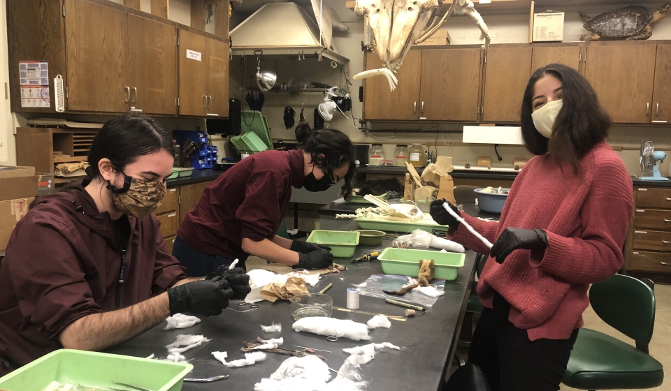 Students working on preparing mammalian specimens.