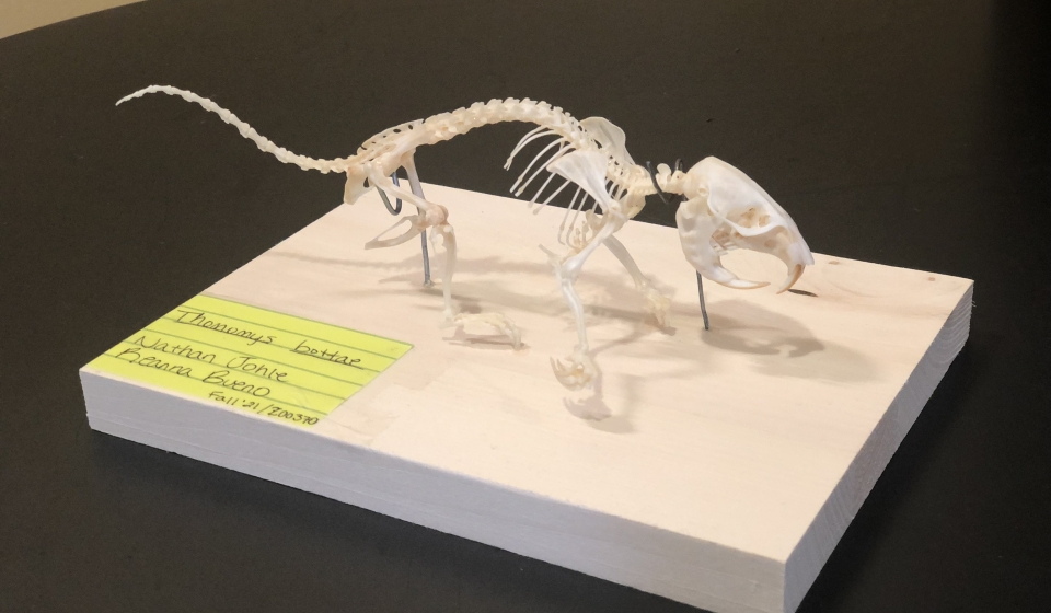 Thomomys bottae (Botta's Pocket Gopher) skeleton mount by Nathan O Johle. 